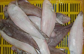 Sole FishSole Fish
